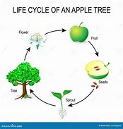 Image result for Apple Tree Life Cycle