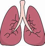 Image result for Lung Anatomy Cartoon