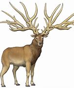 Image result for Eucladoceros