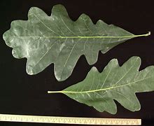 Image result for Burr Oak Leaf