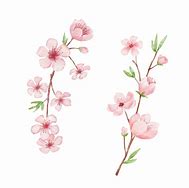 Image result for Cherry Blossom Branch Illustration