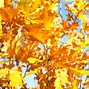 Image result for Maple Leaf Oak Tree