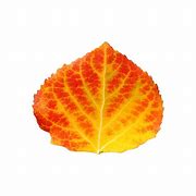 Image result for Aspen Leaf Clip Art