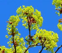 Image result for Types of Maple Leaves