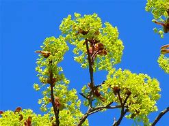 Image result for Japanese Maple Leaf Blossom