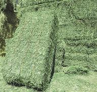 Image result for Alfalfa Hay