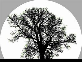 Image result for Big Tree Silhouette