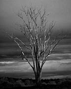 Image result for Dead-Tree Overlay