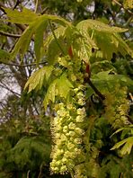 Image result for Big Leaf Maple Seattle Sentential