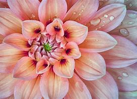 Image result for Free Flower Photography