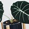 Image result for Small Alocasia Plant