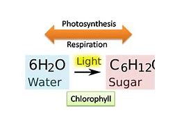 Image result for Photosynthesis Equation Diagram