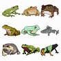 Image result for Clip Art Splasing Frog