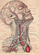 Image result for Basic Anatomy Anatomical