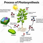 Image result for Photosynthesis Order