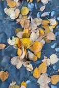 Image result for Leaf Art KS2