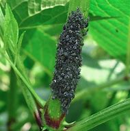 Image result for Aphids with Wings