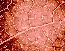 Image result for Background Leaf On Right Side