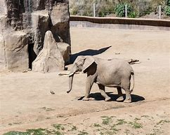 Image result for Zoo Safari Page