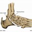 Image result for Tendons in Ankle