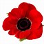 Image result for Poppies Colouring In