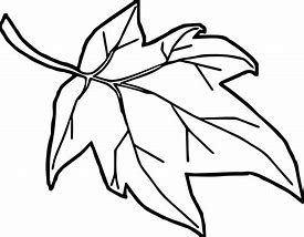 Image result for Maple Leaf Coloring