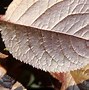 Image result for Prunus Cerasifera Tree Images