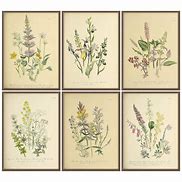 Image result for Botanical Wall Art Stickers