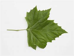 Image result for American Sycamore Tree Leaf