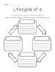 Image result for Life Cycle Graphic Organizer