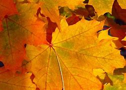 Image result for Michigan Best Fall Foliage