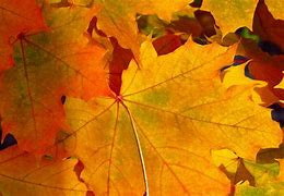 Image result for Fall Foliage NY State Map