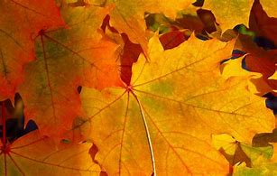 Image result for Best Fall Foliage in the Us