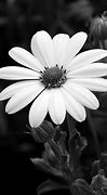 Image result for Beautiful Black and White Pictures