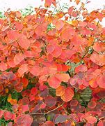 Image result for Hamamelis Witch Hazel