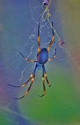 Image result for Orb Weaver Spider Pet