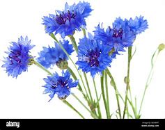 Image result for Dark Cornflower Blue