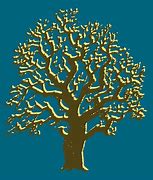 Image result for Quercus Oak Tree