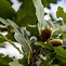 Image result for Oak Tree Fruit