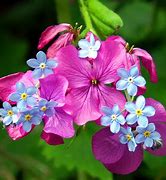 Image result for Bing Desktop Wallpaper Flowers