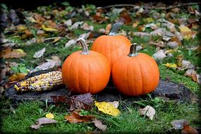 Image result for Fall Scenes with Pumpkins and Candy Corn