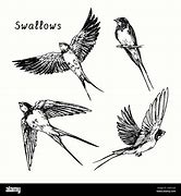 Image result for Swallow Bird Flight