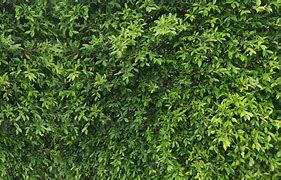 Image result for Bush Texture A4 Size