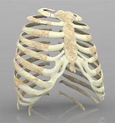 Image result for Normal Rib Cage