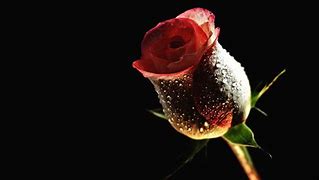 Image result for 3D Floral Red Rose Wallpaper