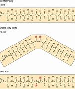 Image result for Monounsaturated Lipid Chain