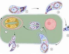 Image result for Intracellular Parasite