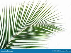 Image result for Plam Artificial Leaf