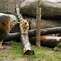 Image result for Baby Lion Cubs with Dad