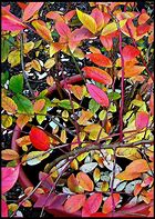 Image result for Blueberry Bush Art